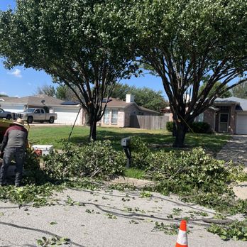 Alvarado Tree Service - Tree Services Near Me Alvarado Tree Service - Tree Services Near Me
