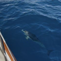 Pura Vida Sailing Charters - Dolphin saying hi