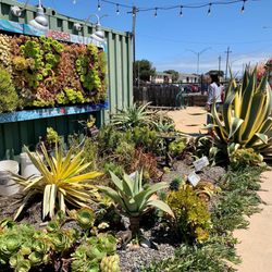 Mersea Restaurant & Bar - Lovely area of vertical and ground succulents