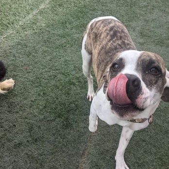 Rocky Mountain K9 - Pet Groomers Near Me - Grantsville, Utah Rocky Mountain K9 - Pet Groomers Near Me - Grantsville, Utah