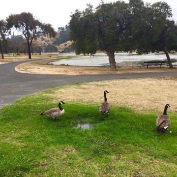 Miller Knox Regional Park - Flock of Canadian geese - Parks Near Me - Richmond, California Miller Knox Regional Park - Flock of Canadian geese - Parks Near Me - Richmond, California