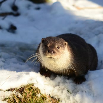 Wisentgehege Springe - Fischotter Sascha auf der Lauer - Zoos Near Me - Springe, NI