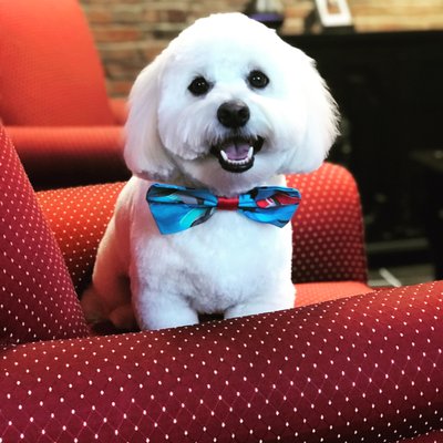 glamour pet salon & spa