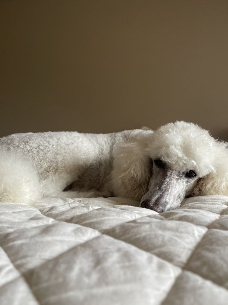 1ST CLASS PET SALON Updated August 2024 21 Reviews 2250 S