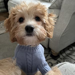 HESS FAMILY BEAUTIFUL PUPPIES - Updated January 2025 - 94 Photos - 655 ...