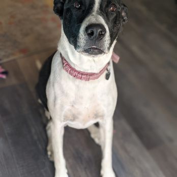 Bark Buddy Pet Sitting - Pet Sitting Near Me