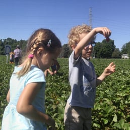 Searching for the perfect berry Searching for the perfect berry