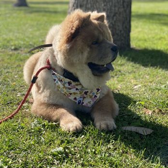 K9 Logic Dog Training - Tatoe practicing his down stays :) - Pet Training Near Me - Glendale, California K9 Logic Dog Training - Tatoe practicing his down stays :) - Pet Training Near Me - Glendale, California