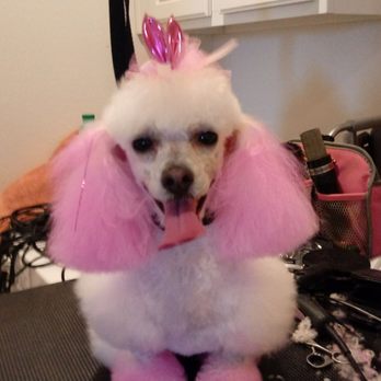 Paws N Style - Sufi - Pet Groomers Near Me - Oxnard, California Paws N Style - Sufi - Pet Groomers Near Me - Oxnard, California