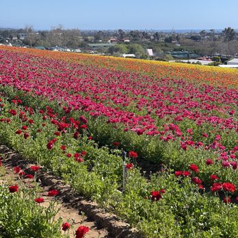 The Flower Fields - Flower field - Venues & Event Spaces Near Me - Carlsbad, California The Flower Fields - Flower field - Venues & Event Spaces Near Me - Carlsbad, California