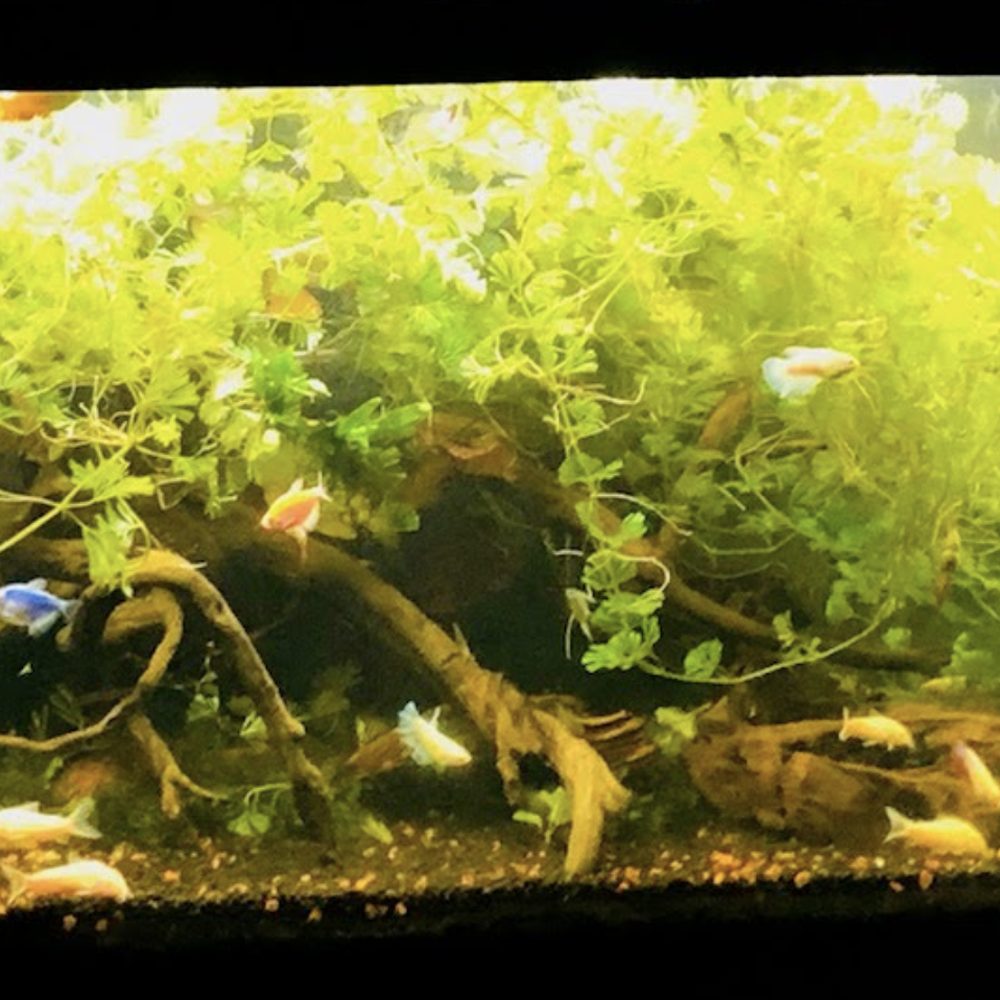 Tiny Aquatics - wood plant and Betta fish from tiny aquatics in 125 gallon tank - Local Fish Stores Near Me - Round Rock, Texas Tiny Aquatics - wood plant and Betta fish from tiny aquatics in 125 gallon tank - Local Fish Stores Near Me - Round Rock, Texas