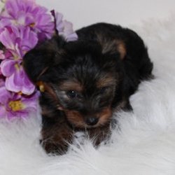 Yo Yo Yorkies