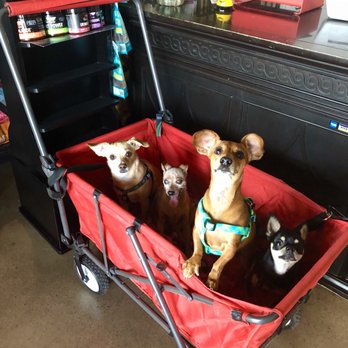 The Hairy Dog - Pet Groomers Near Me - Phoenix, Arizona The Hairy Dog - Pet Groomers Near Me - Phoenix, Arizona