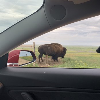 Badlands National Park - Casual Buffalo Sighting - Parks Near Me - Interior, South Dakota Badlands National Park - Casual Buffalo Sighting - Parks Near Me - Interior, South Dakota
