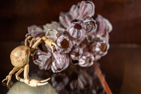 Santa Barbara Museum of Natural History by null