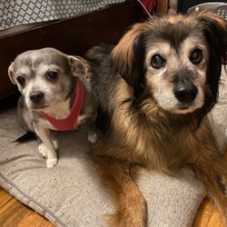 Vegas Nv Pet Boarding Hualapai Animal Hospital Raintree Animal