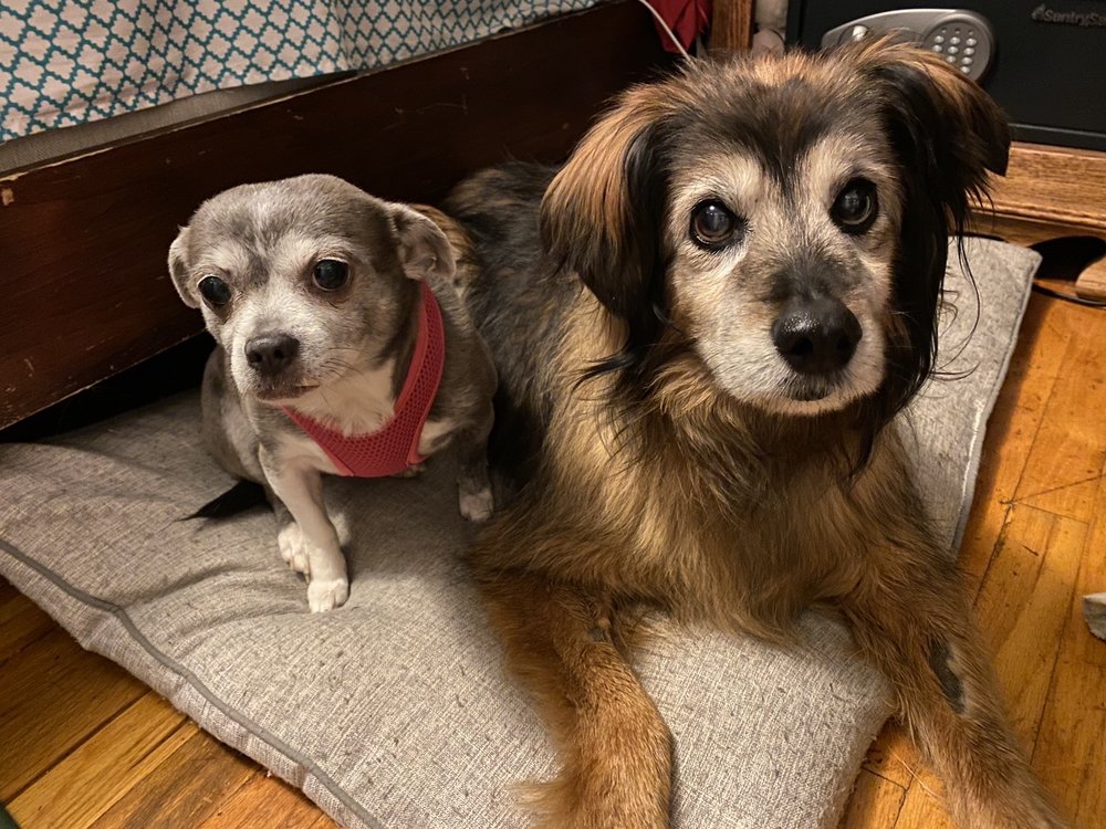 RAINTREE ANIMAL HOSPITAL Updated August 2024 60 Reviews 2335 S Shields St, Fort Collins