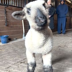 Liberty Haven Farm