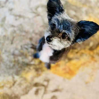 Bark If You're Dirty - Nell haircut - Pet Groomers Near Me - Scottsdale, Arizona Bark If You're Dirty - Nell haircut - Pet Groomers Near Me - Scottsdale, Arizona
