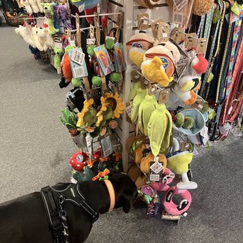 Raining Cats & Dogs - Pet Stores Near Me - Mystic, Connecticut Raining Cats & Dogs - Pet Stores Near Me - Mystic, Connecticut
