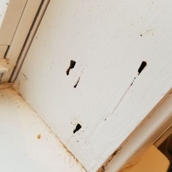 Kee Pest Control - Termite swarmer holes look like this. - Pest Control Near Me - Memphis, Tennessee Kee Pest Control - Termite swarmer holes look like this. - Pest Control Near Me - Memphis, Tennessee