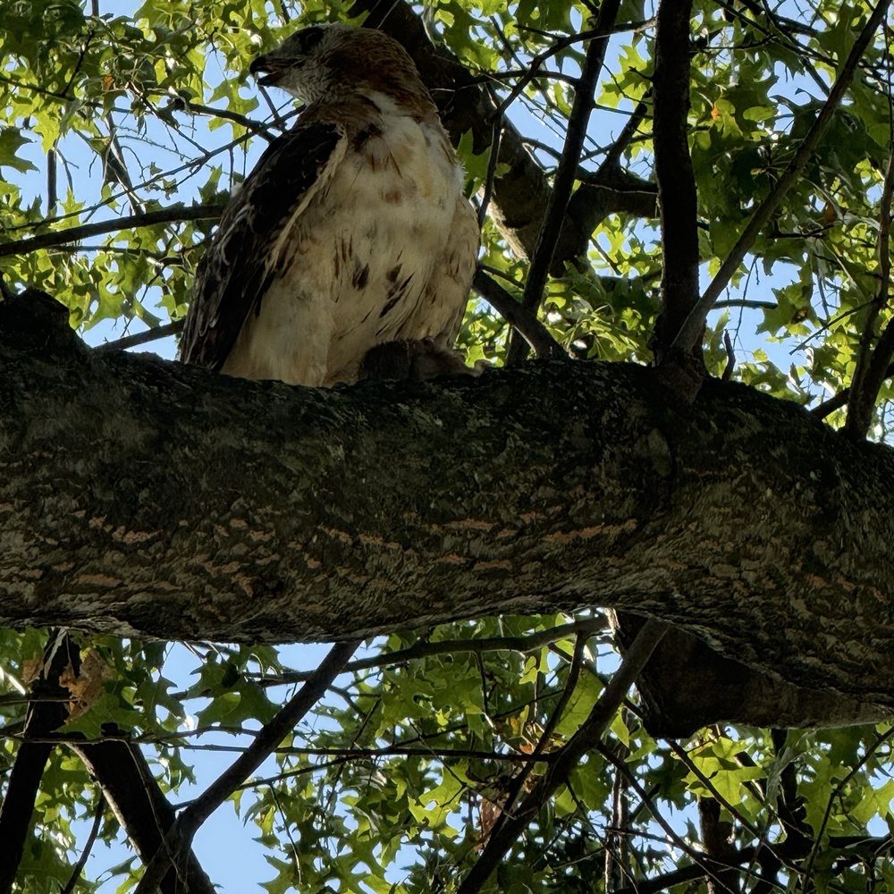 East Potomac Park - Hawk in a tree - Parks Near Me - Washington, DC, District of Columbia East Potomac Park - Hawk in a tree - Parks Near Me - Washington, DC, District of Columbia