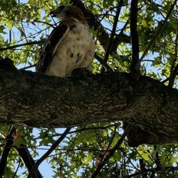 East Potomac Park - Hawk in a tree