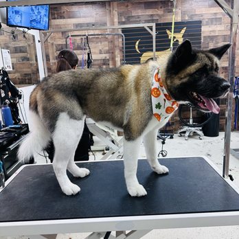 Lugari Pet Salon - Pet Groomers Near Me - Scottsdale, Arizona Lugari Pet Salon - Pet Groomers Near Me - Scottsdale, Arizona