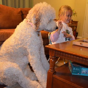 Paws Into Grace - Pet Hospice Near Me Paws Into Grace - Pet Hospice Near Me