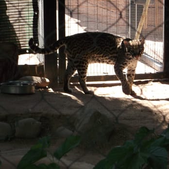 Phoenix Zoo - A kitty - Zoos Near Me - Phoenix, Arizona Phoenix Zoo - A kitty - Zoos Near Me - Phoenix, Arizona