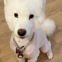 The Flying Fur