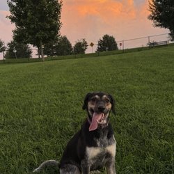 Franklin Dog Park - This is at the top of the hill of the park