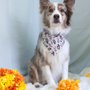 Photo of Shirley's K9 Klippery