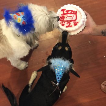 Dexter's Deli - Cake! - Pet Stores Near Me - San Diego, California Dexter's Deli - Cake! - Pet Stores Near Me - San Diego, California