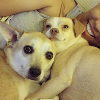 Mary S Roberts Pet Adoption Center - Animal Shelters Near Me - Riverside, California