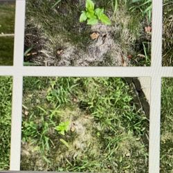 FS Custom Turf - Large dead spot in front yard and lovely shots of the back "yard" weed lot.