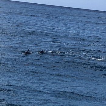 Kauai Sea Tours - dolphins - Boating Near Me - Eleele, Hawaii
