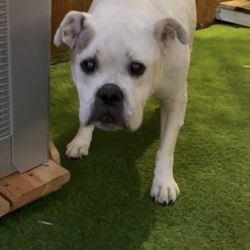 Lago Vista Pet Retreat - Our senior bully