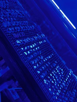 LAX Aquarium by null