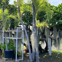 Lahaina Jodo Mission - Pele's hair aka Spanish moss happily growing on the edge of the grounds.