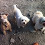 Photo of Walka Walka Pet Services