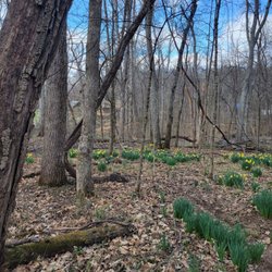 Warner Parks Nature Center - Daffodils