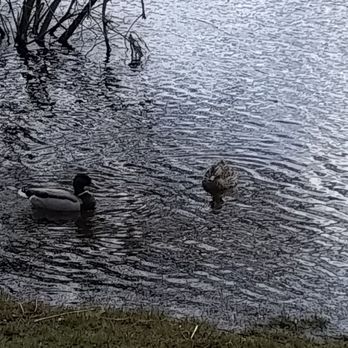 Turner's Pond - Ducks! - Parks Near Me