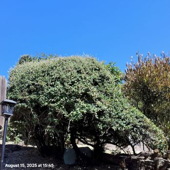 Blessing Tree Service - Tree Services Near Me - San Pablo, California