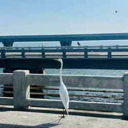 Skyway Fishing Pier State Park