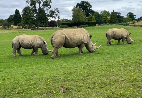 Cotswold Wildlife Park & Gardens by null