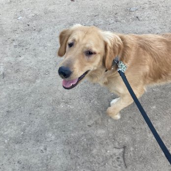 Lorin Luvs Your Pets - Turbo - Pet Sitting Near Me