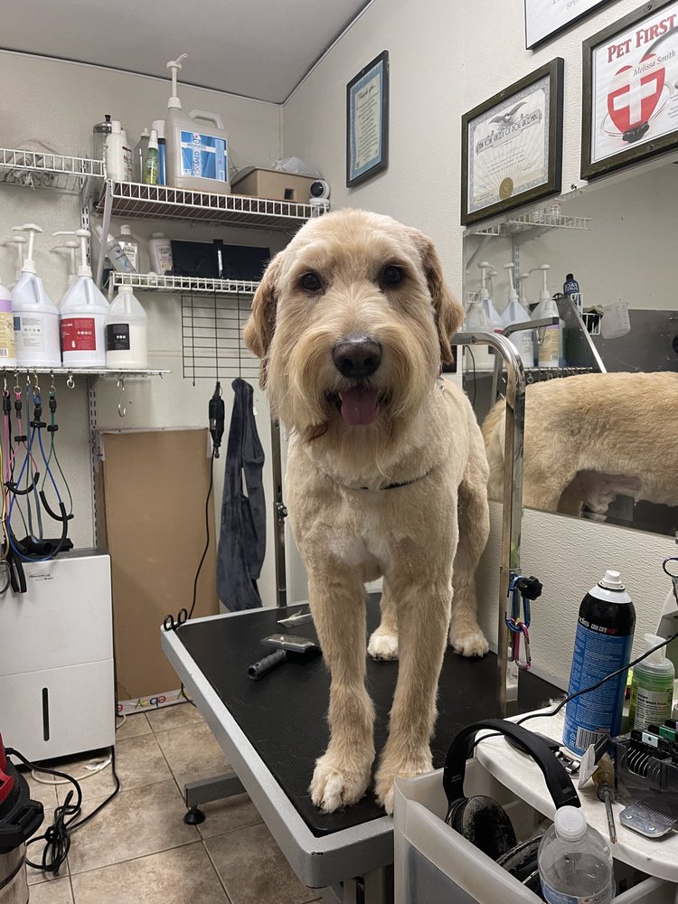 SHAGGYS TLC PET GROOMING Updated November 2024 15 Photos Berlin shaggys-tlc-pet-grooming-updated-november-2024-15-photos-berlin