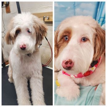 Wiggle Butts Dog Spa - Pet Groomers Near Me - Schenectady, New York Wiggle Butts Dog Spa - Pet Groomers Near Me - Schenectady, New York
