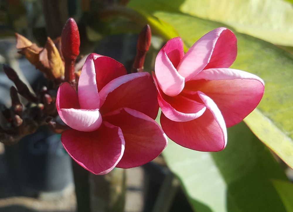 C STARS NURSERY 132 Photos & 14 Reviews 17654 S Normandie Ave, Gardena, California